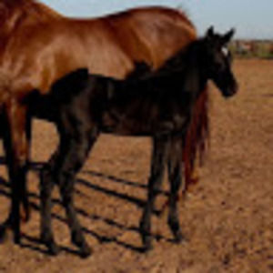 Meet your Posher, Mercedes